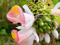 -华南国家植物园-售票处