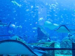 -亚特兰蒂斯•OSSIANO奥西亚诺海底餐厅