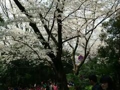 -武汉大学-樱园