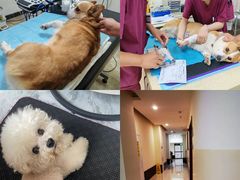 -美联众合动物医院·24h转诊中心