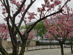 -嘉定紫藤园
