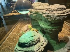 -帕帕拉兹宠物(亚洲旗舰店)