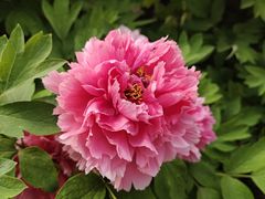 -洛阳市隋唐城遗址植物园