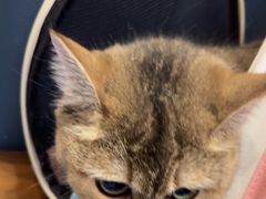 -伟伟宠物医院·瑞派猫友好医院·猫科(光谷店)