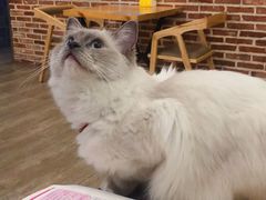 -猫咪咖啡·猫咖(万达广场店)