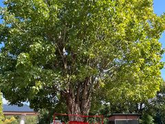 -福建鲤鱼洲酒店