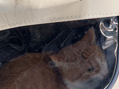 -天使宠物医院·犬猫分诊(彩虹店)