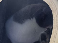 -谐和贝康宠物医院24小时·宠保定点(急重症转诊中心)