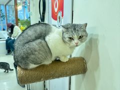 -共舞时光猫咖·狗咖(新街口店)