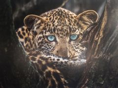 -罗红摄影艺术馆