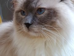 -MOCHA明星猫咖(田子坊店)