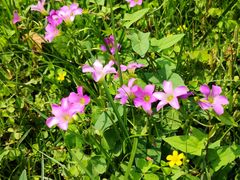 -成都市活水公园