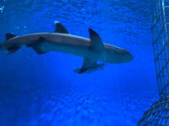 -芜湖新华联大白鲸海洋公园