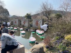 -香雪海