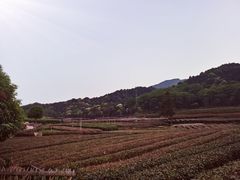 -听风阁农家私房菜茶楼(龙坞店)