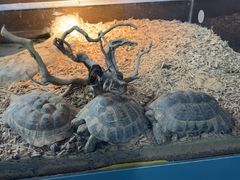 -上海大自然野生昆虫馆(东方明珠·爬宠昆虫探索中心)