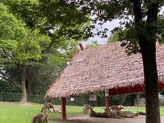 -上海野生动物园