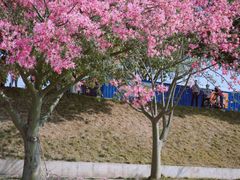 -风云岭森林公园