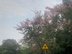 -三水森林公园