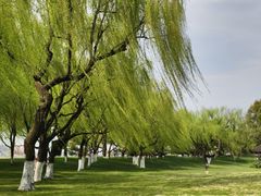 -柳浪闻莺公园