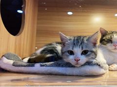 -喵百万·布偶·蓝金金渐层英短·猫舍(百子湾店)
