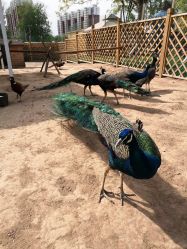 -萌宠亲子动物乐园(槐房万达店)