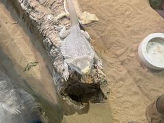 -FAIRYLAND龙族星球主题餐厅(凯丹广场店)