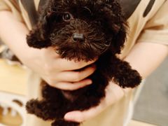 -有喵·猫咖·狗咖·30几只猫10只小狗(岗厦店)