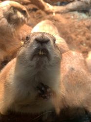 -Zoolung Zoolung动物主题公园(海信广场店)