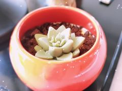 海盐布鲁丽盆栽-三迪希尔顿酒店·星空酒廊