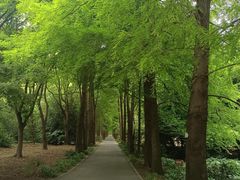 -上海滨江森林公园