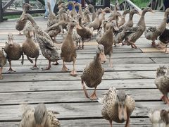 -野鸭湖国家湿地公园