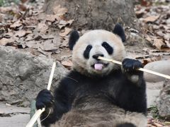 -都江堰中华大熊猫苑