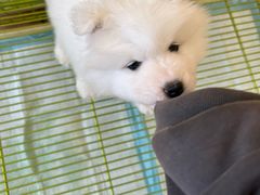 -Let's go狗咖·猫咖·奶狗·桌游(春熙路IFS店)