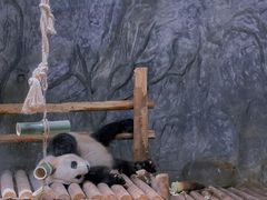 -深圳野生动物园
