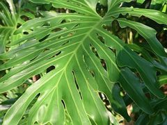 -深圳仙湖植物园