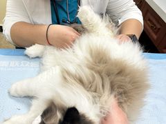 -美联众合动物医院·24h转诊中心