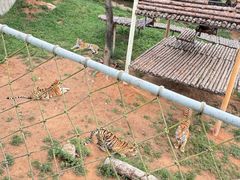 -西霞口神雕山野生动物世界