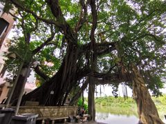 -小洲村