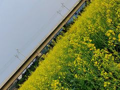 -光明小镇欢乐田园