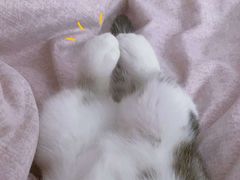 -袖虎·猫馆(体育西路店)