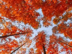 -黄海国家森林公园