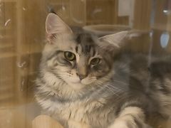 -猫域·湾主题猫咖·宠物吧(南坪城市广场店)