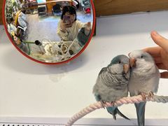 -吉丁鸟咖·异宠·寄养