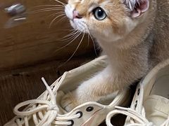 -泰国佛·塔罗·泰牌狐仙古曼