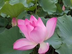 -莲花池公园