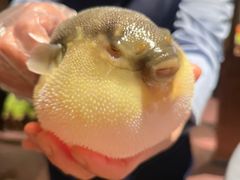 -肆月河豚·淮扬菜·湘菜(华天店)