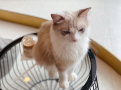 -飞行喵MR PILOT|猫舍·猫咖(静安大融城店)