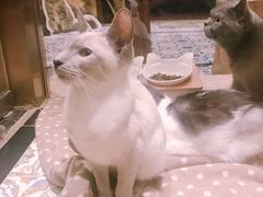 -more than meow吴止猫主题餐厅(承德 中船汇店)