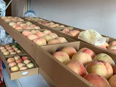 -南汇新场正宗水蜜桃采摘